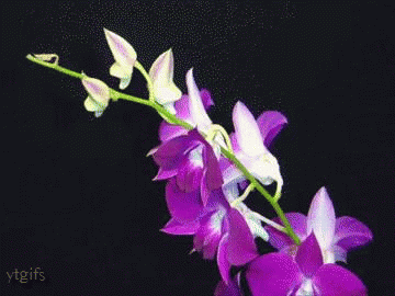 orchid blooming